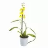 Онцидиум Жёлтый 1 ст