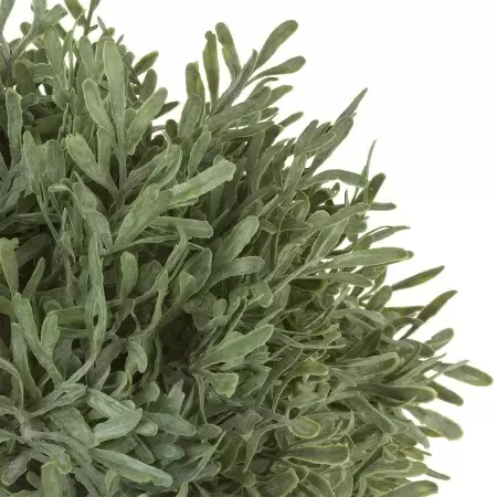 Самшит в кашпо