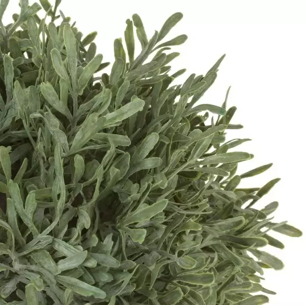 Самшит в кашпо