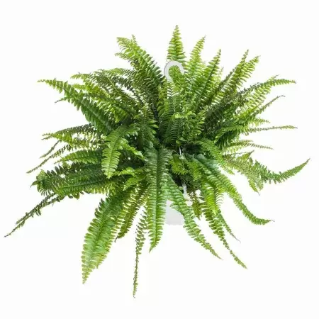 Нефролепис Грин Леди ампельный 