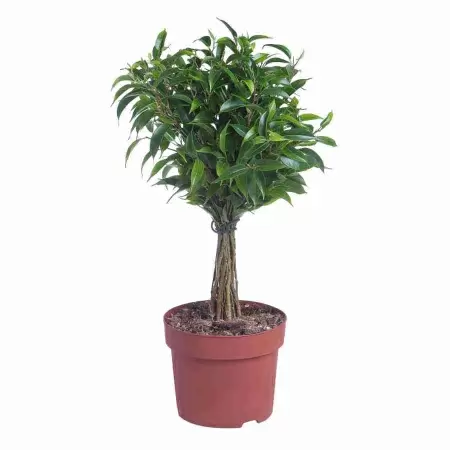 Фикус бенджамина Бабилатос