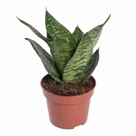 Сансевиерия Хании