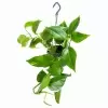 Эпипремнум Ауреум ампельный Эпипремнум Ауреум ампельный