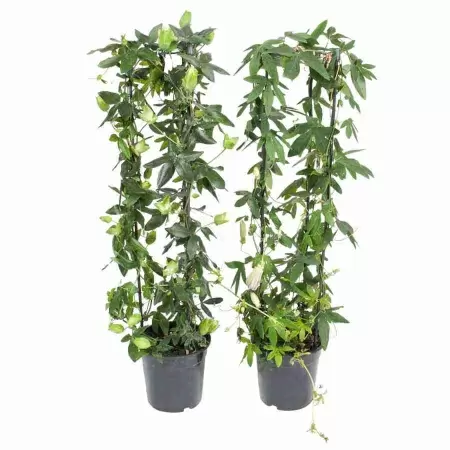 Пассифлора Микс цилиндр