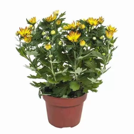 Хризантема Лайк Ворт Дарк