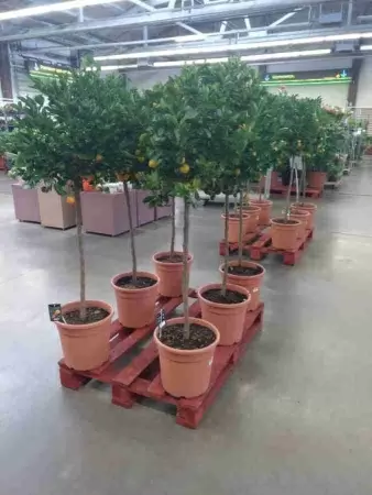 Цитрофортунелла Каламондин штамб