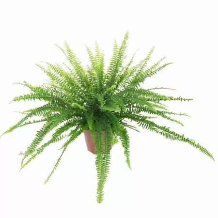 Нефролепис Грин Леди