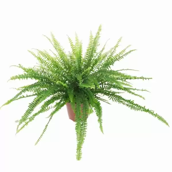 Нефролепис Грин Леди Нефролепис Грин Леди