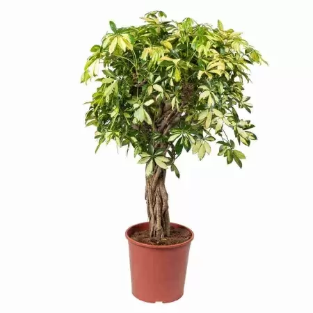 Шеффлера Тринитти переплетенная