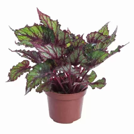 Бегония рекс Африкан Джангл