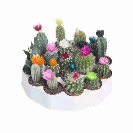 Кактус Микс (С Сухими Цветами) 19 шт.