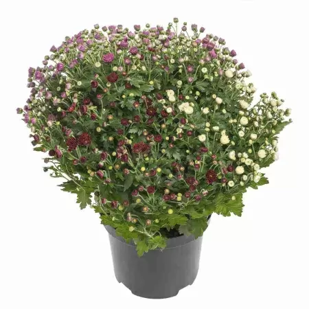 Хризантема Шар микс