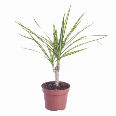 Драцена маргината Санрей 1 ст