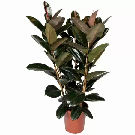 Фикус каучуконосный (эластика) Абиджан 3 ст