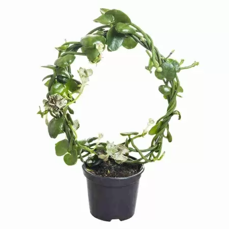 Церопегия Сандерсони обод