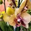 Орхидеи в горшках