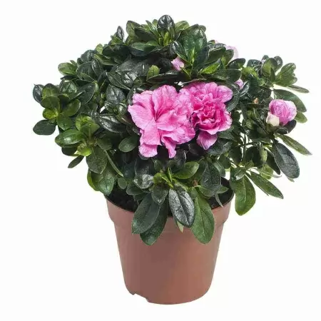 Азалия индика розовая