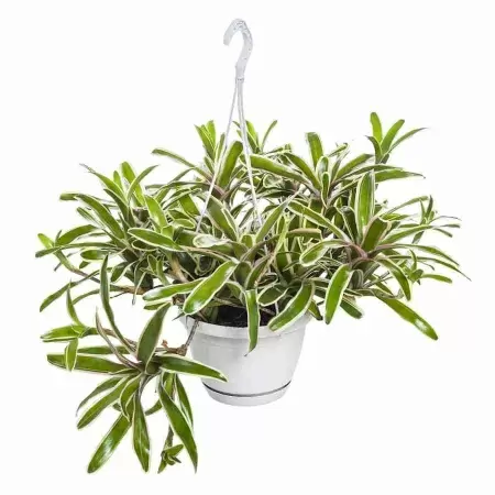 Нидулярия Фаирбол Страйп ампельная