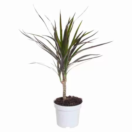 Драцена маргината Маджента 1 ст