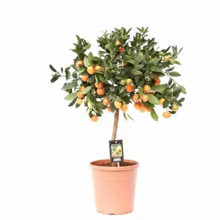 Цитрофортунелла Каламондин