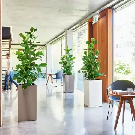 Кашпо Lechuza Canto Column