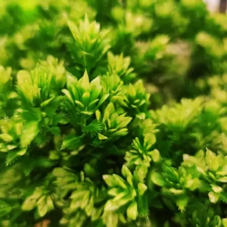 Леукадендрон искусственный