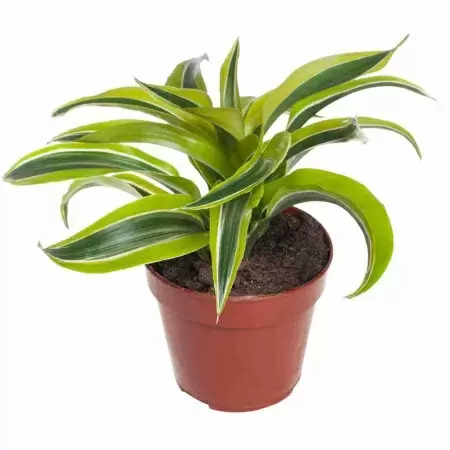 Драцена фрагранс Лемон Сюрприз