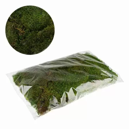 Мох лесной плоский 