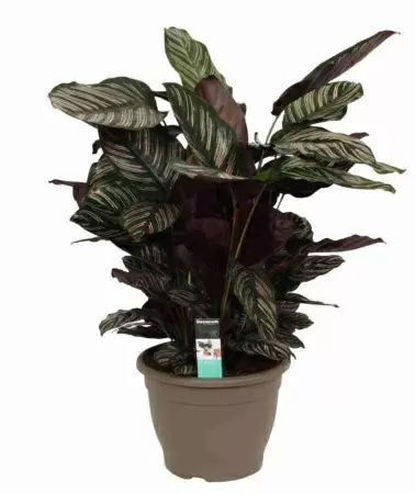 Калатея орната Сандериана