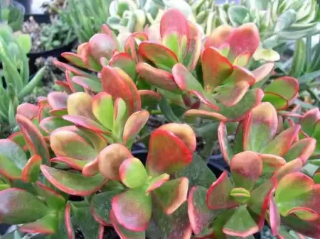 Крассула Овата Сансет