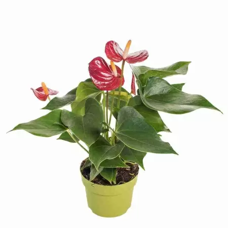 Антуриум андрианум Пикколо