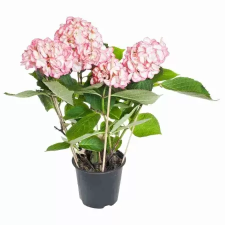 Гортензия Ховария Риппл