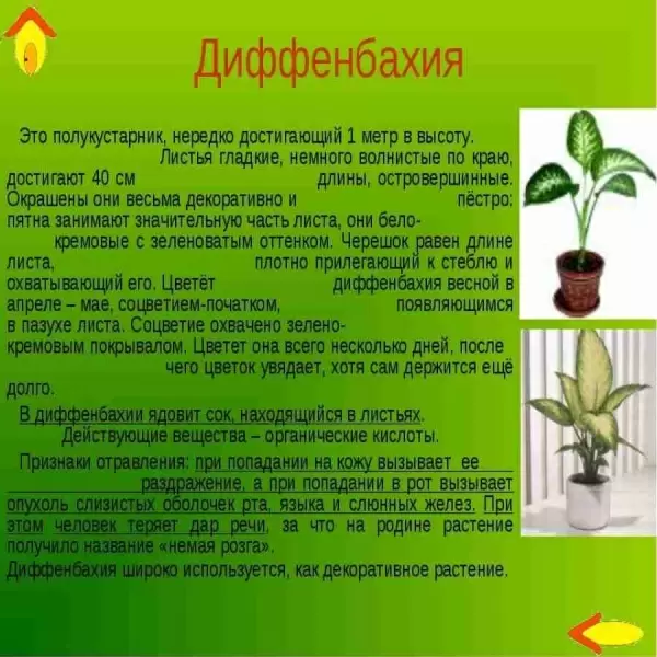 Диффенбахия Тропик Сноу  фото Диффенбахия Тропик Сноу