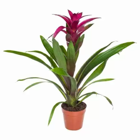 Гузмания Пэшн Гузмания Пэшн