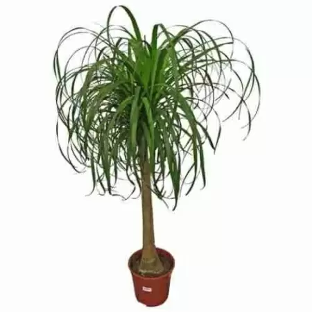 Бегония рекс Сантьяго