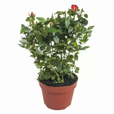 Роза патио Оранжевая Мандарина