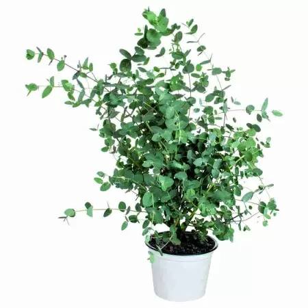 Эвкалипт фото