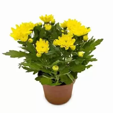 Хризантема Бриз жёлтая