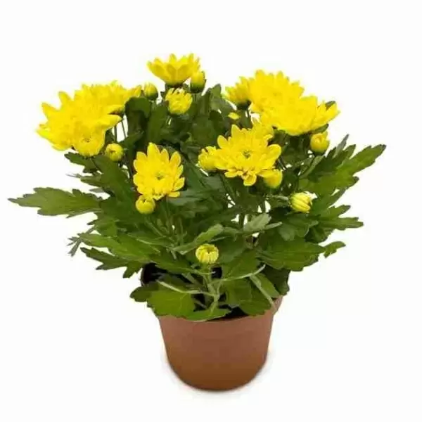 Хризантема Бриз жёлтая Хризантема Бриз жёлтая