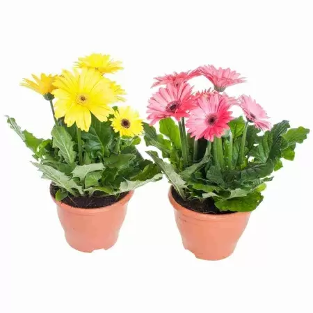 Гербера Джемсона