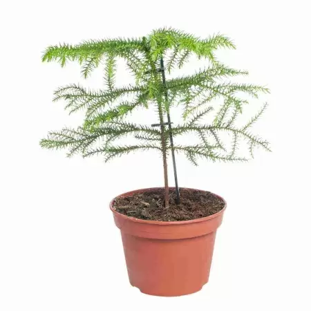 Араукария Хетерофилла Араукария Хетерофилла