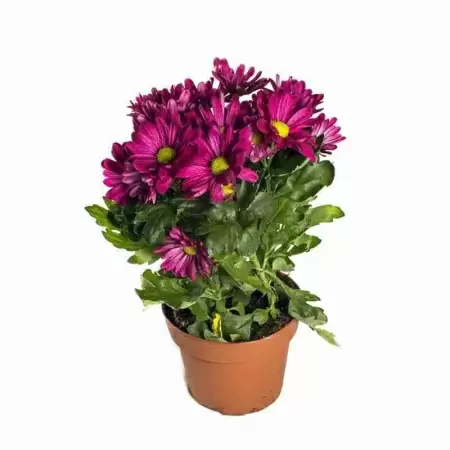 Хризантема Бриз розовая