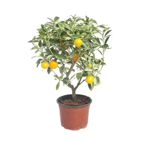 Цитрус Каламондин Вариегата