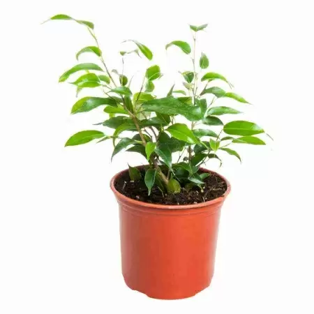 Фикус бенджамина Наташа 