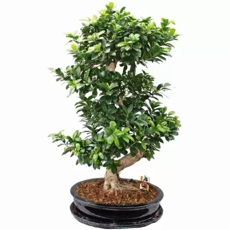 Бонсай фикус микрокарпа