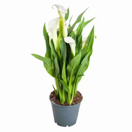 Калла Жемчуг