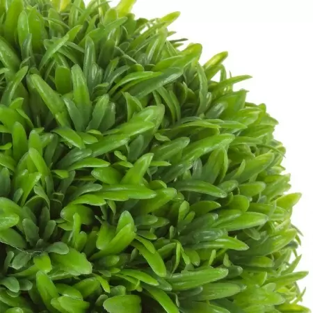 Самшит в кашпо