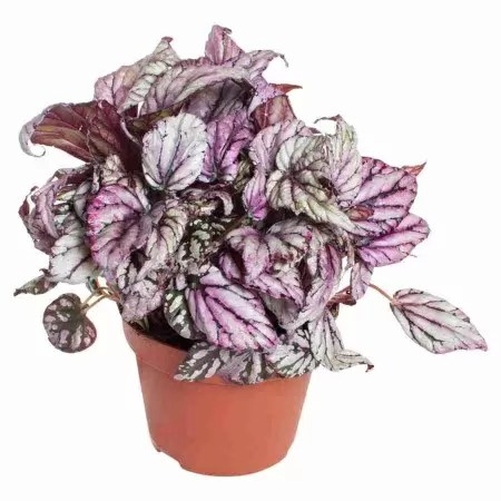 Бегония рекс Пинкпоп