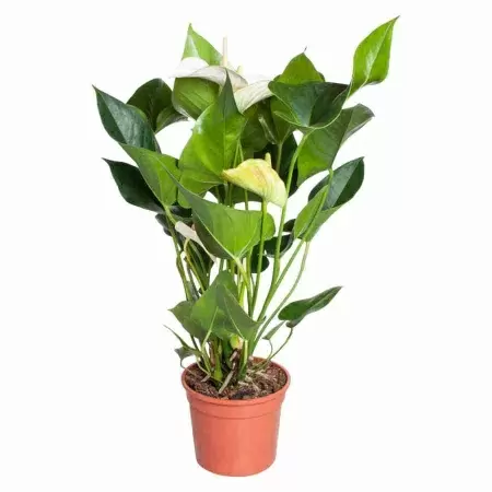 Антуриум андрианум белый