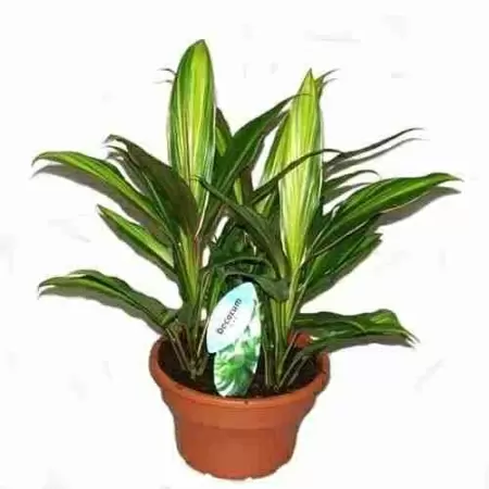 Кордилина Киви Кордилина Киви